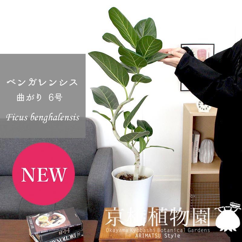 楽天市場】フィカス ベンガレンシス 6号 曲がり 白鉢【ミドルサイズ