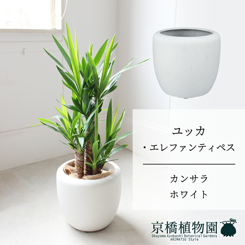 楽天市場】【カンサラ鉢カバー：ホワイト】ユッカ・エレファンティペス