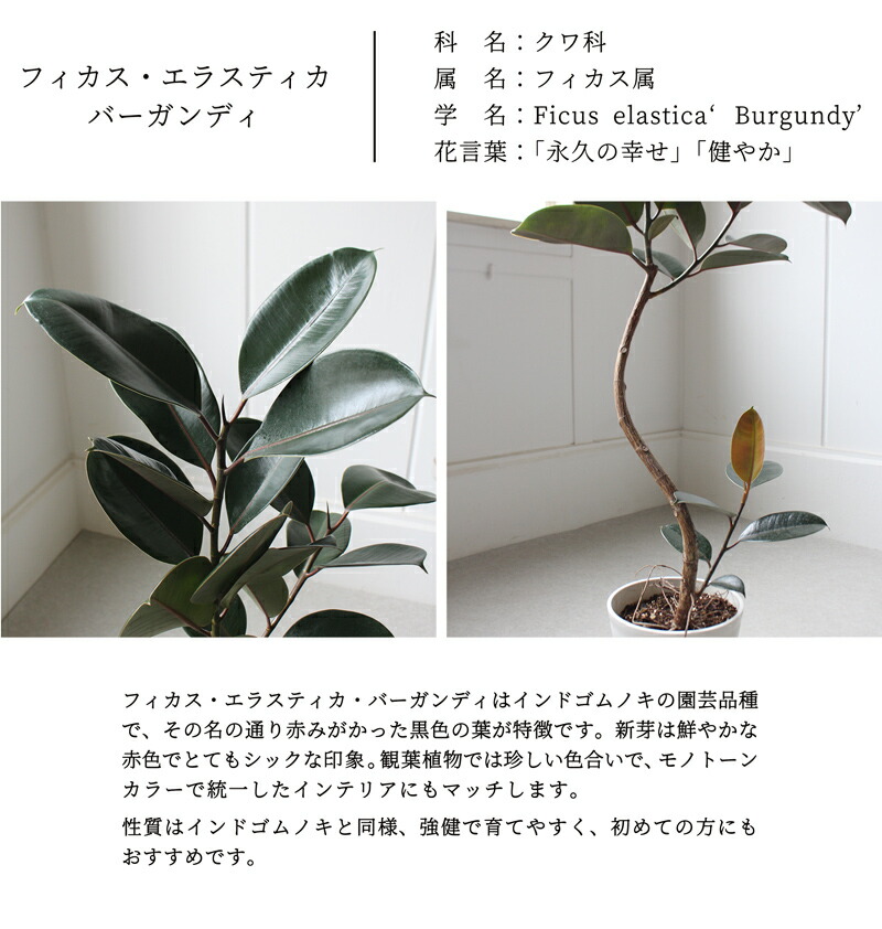 楽天市場】【バルーン鉢カバー：アンティークブラウン】フィカス