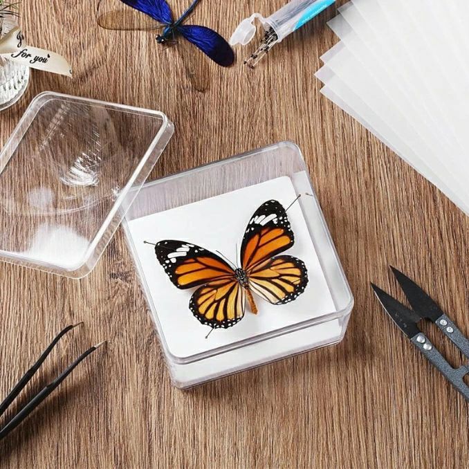 楽天市場】標本セット 蝶の通販