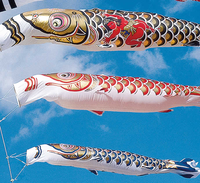 楽天市場】こいのぼり 旭天竜 鯉のぼり 庭園用 10m8点セット 登竜付