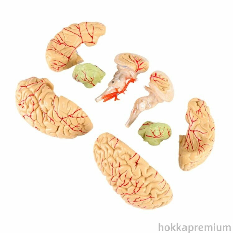 楽天市場】【送料無料】頭蓋骨モデル 学習用 高性能 医学教材 全8