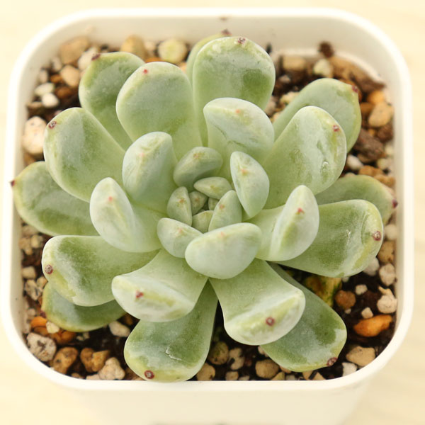 楽天市場】【当店農場生産】○多肉植物 エケベリア ビアンテ 7.5センチ