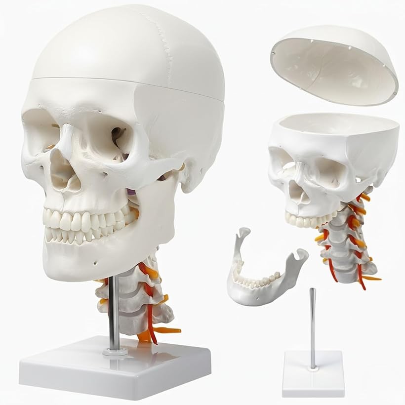 楽天市場】【楽天ランキング1位入賞】支柱から取り外せる頚椎付き