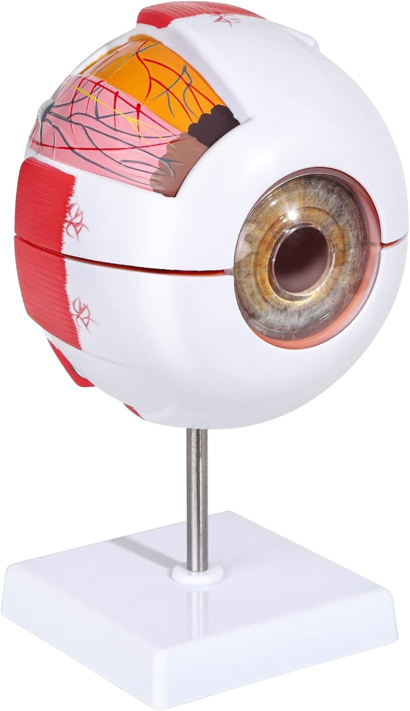 楽天市場】【楽天ランキング1位入賞】開けて分解できる 6倍サイズ眼球