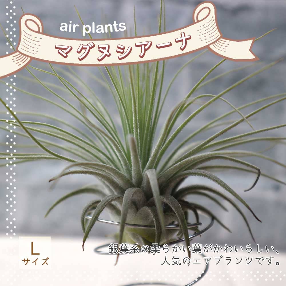 楽天市場】エアープランツ フレクスオーサの通販