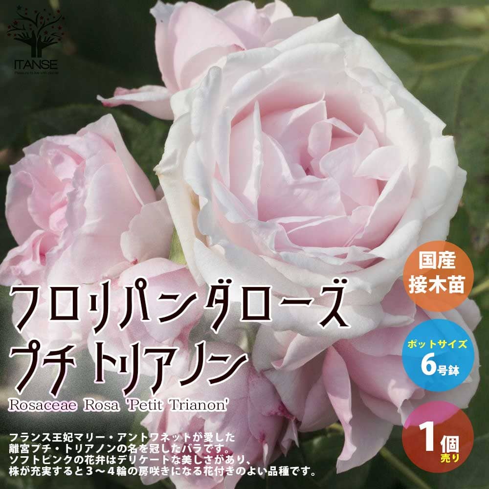 楽天市場】バラ大苗イングリッシュローズバラ苗/薔薇苗ロアルド