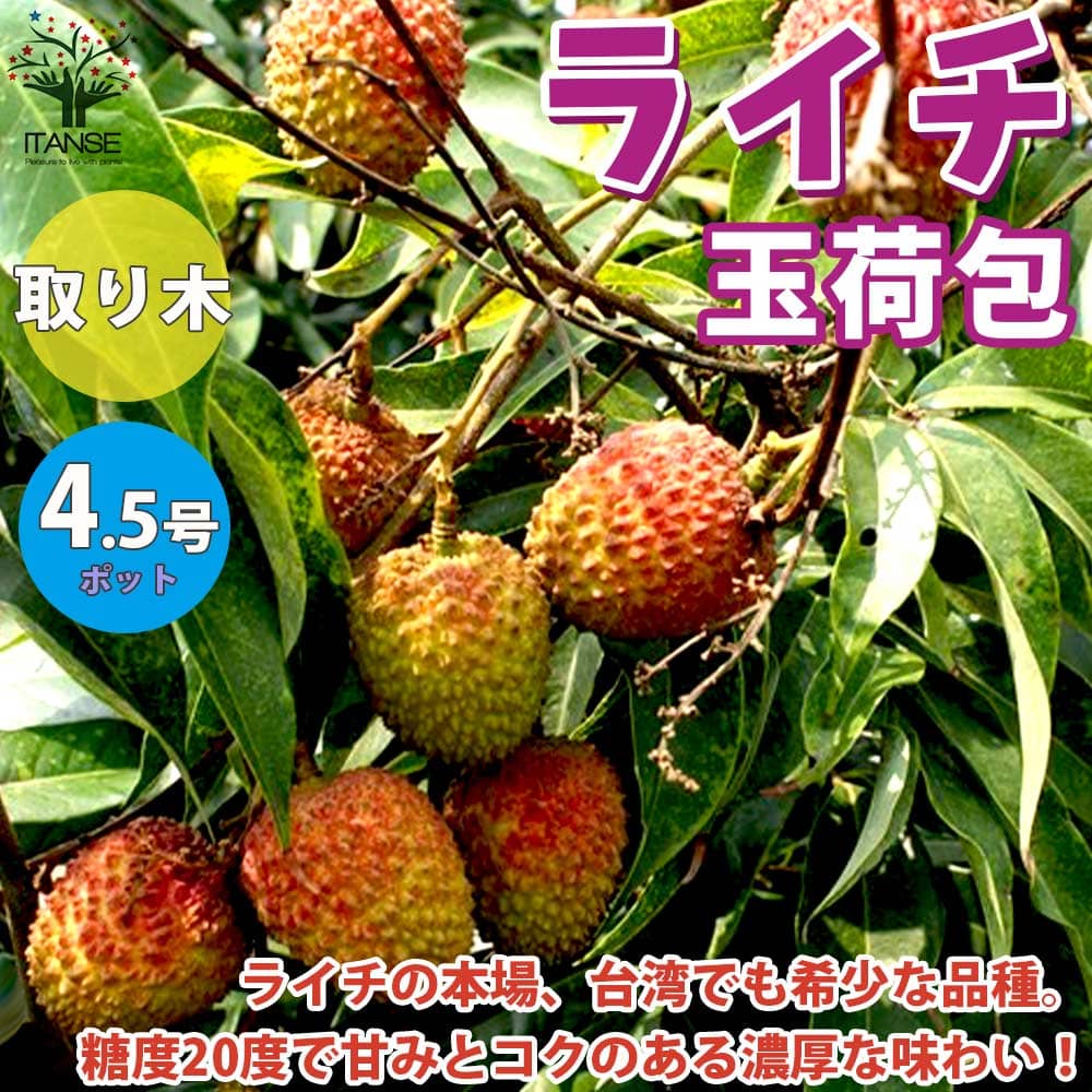 楽天市場】【送料無料】玉荷包 ( ぎょくかほう ) ライチの苗木 果樹の