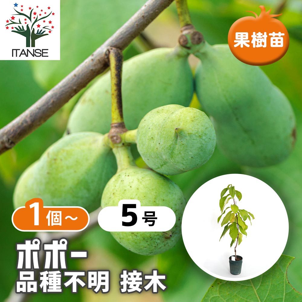 楽天市場】ポポー マンゴー 苗の通販