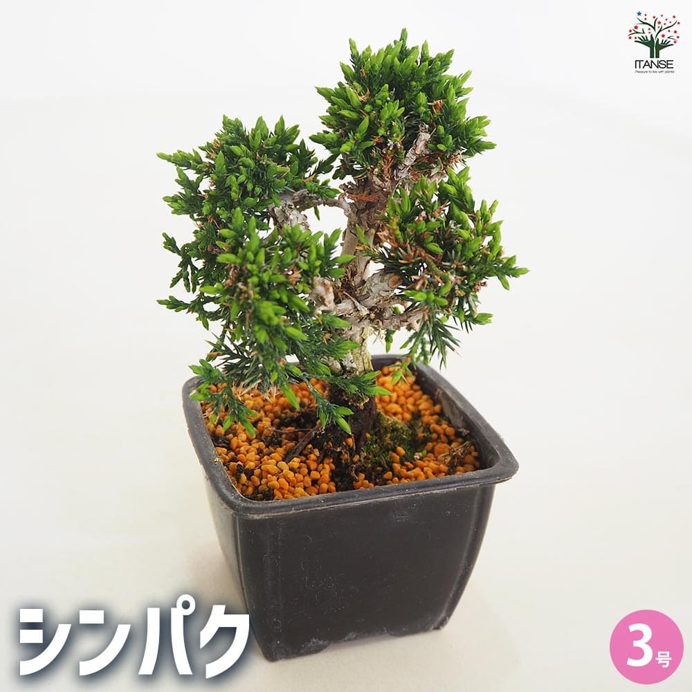 楽天市場】【送料無料】シンパク 【 盆栽 3号 】 真柏 盆栽 BONSAI