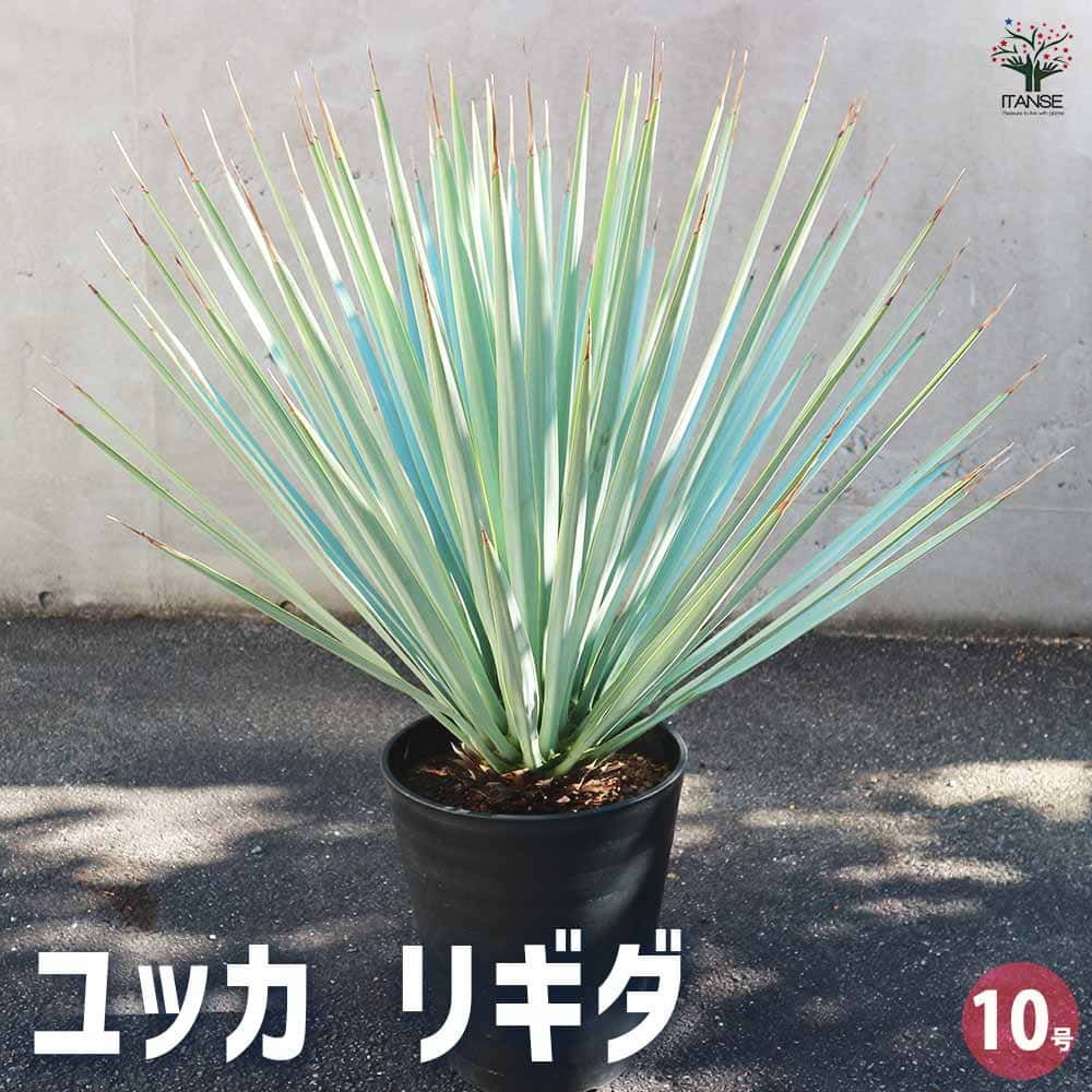 楽天市場】【現品発送】ユッカ リギダ 12号鉢植え H60cm【産直