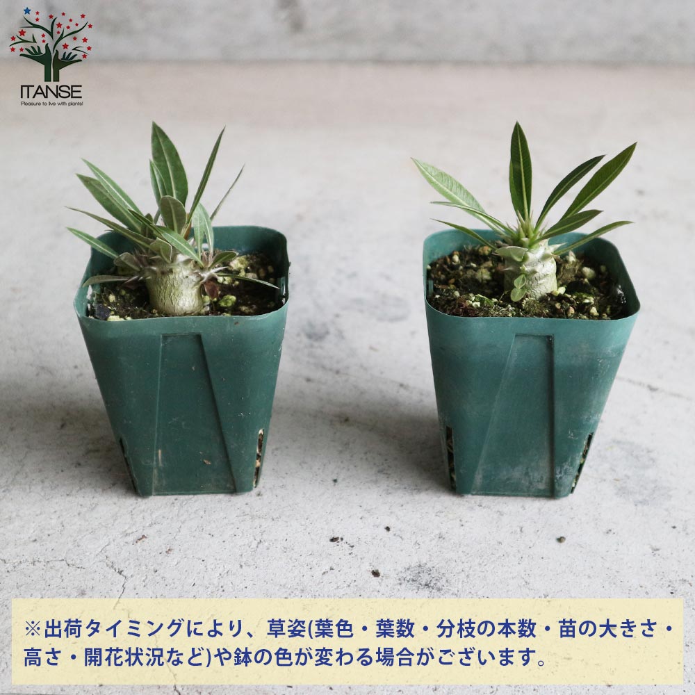 楽天市場】【送料無料】パキポディウム ホロンベンセ 観葉植物 塊根