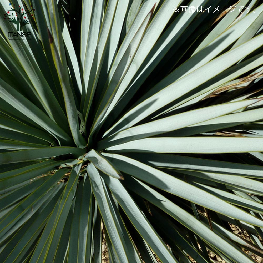 楽天市場】【送料無料】ユッカ リギダ 観葉植物 8号プラスチック鉢