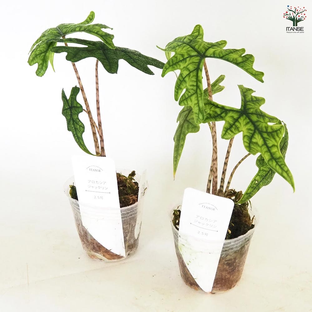楽天市場】【送料無料】アロカシア ジャックリン 【 観葉植物 2.5号／1