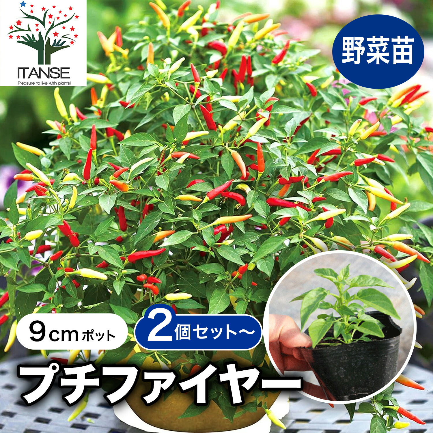 楽天市場】【送料無料】旨辛トウガラシ プチファイヤー 9cmポット自