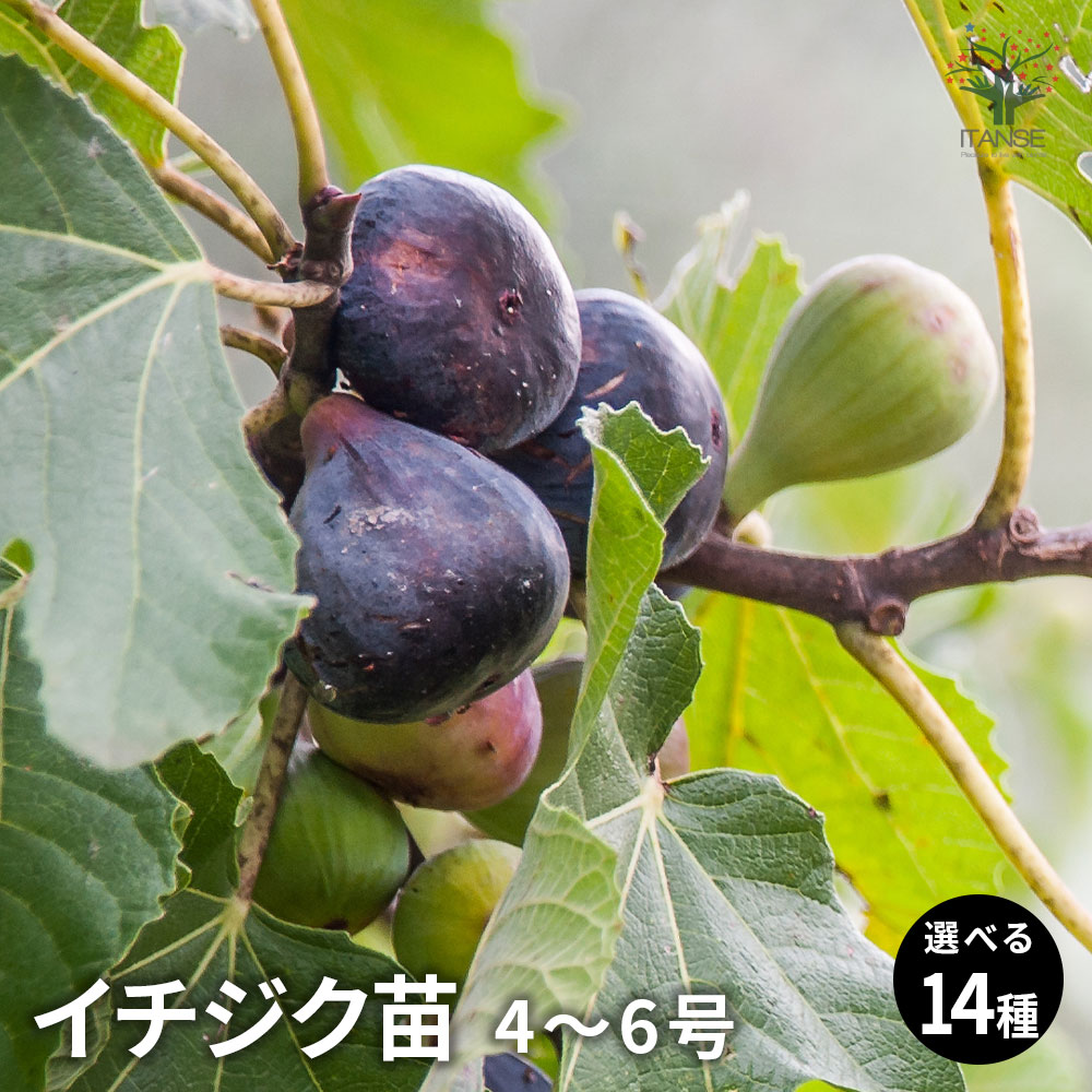 楽天市場】【送料無料】イチジク苗 選べる人気品種 果樹の苗木 4〜5号