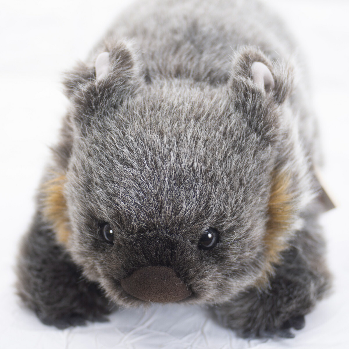 楽天市場】ケーセン ぬいぐるみ kosen ウォンバット 35cm WOMBAT
