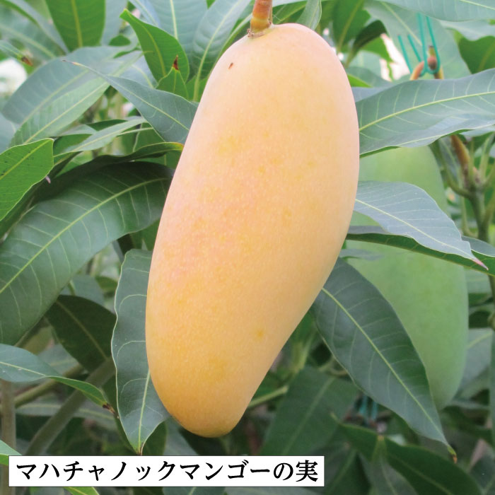 楽天市場】【鹿児島県 指宿産 マハチャノックマンゴー苗木1本 3〜4年生