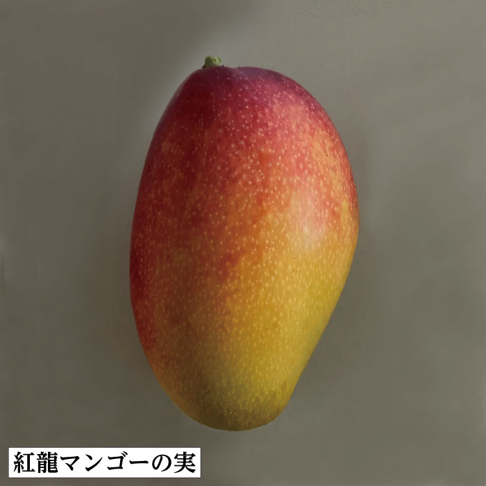 楽天市場】☆新商品入荷☆【紅龍マンゴー苗木1本 3〜4年生 6号ポット苗