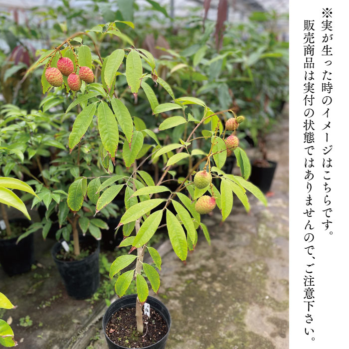 楽天市場】☆希少レア☆国産ライチ苗木☆数量限定☆【佐多ライチ苗 6号