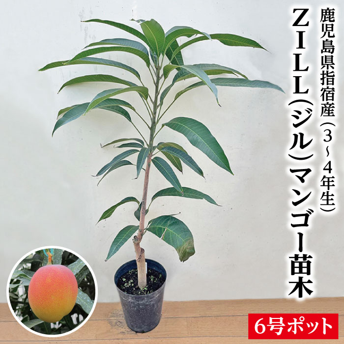 楽天市場】【ZILLマンゴー苗木1本 3〜4年生 6号ポット苗】鹿児島県