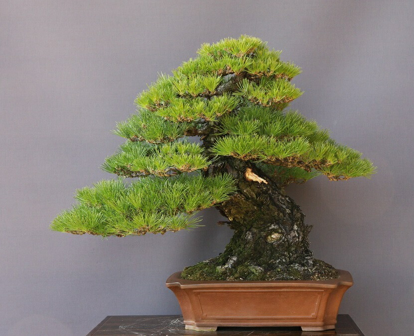 楽天市場】（株）一樹園 山採り黒松 大品盆栽／樹齢100年 : 一樹園