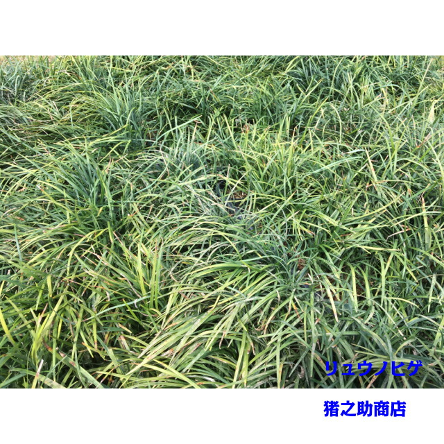 楽天市場】リュウノヒゲ (竜の髯) 9.0p 28本 グランドカバー 下草