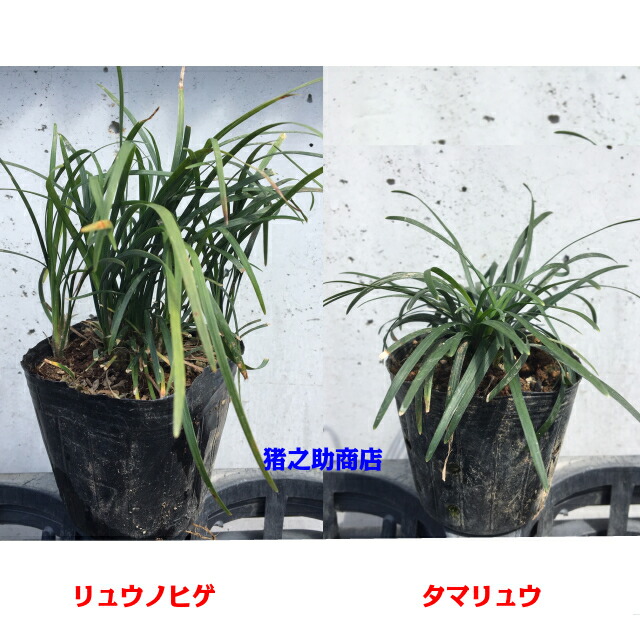 楽天市場】リュウノヒゲ (竜の髯) 9.0p 28本 グランドカバー 下草