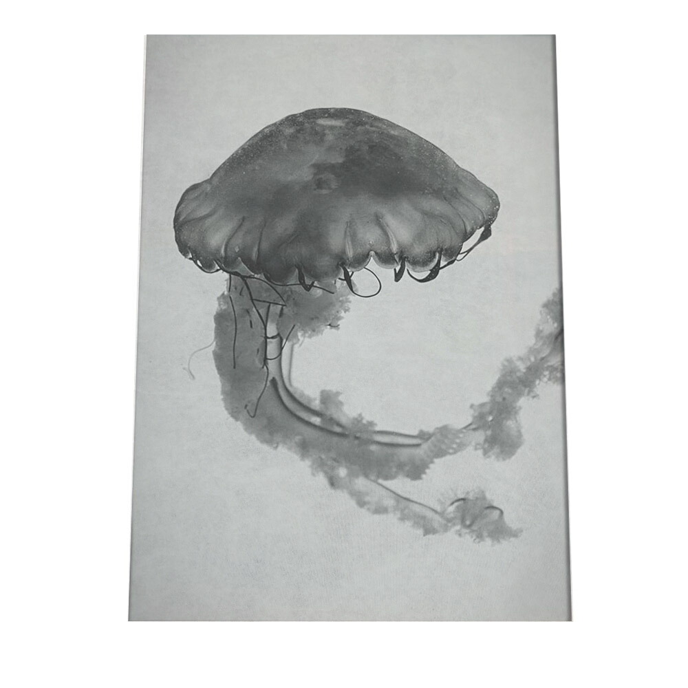 楽天市場】クラゲ くらげ ジェリーフィッシュ ポスター 海の生き物