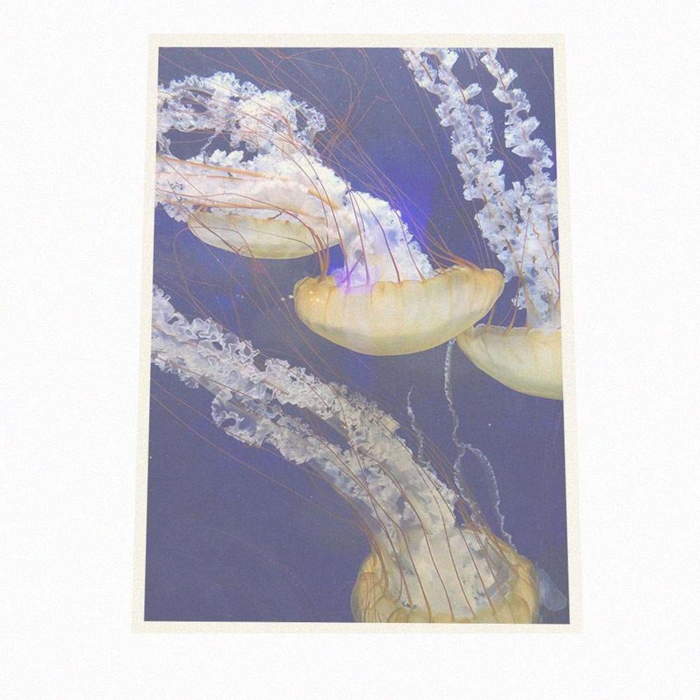 楽天市場】クラゲ くらげ ジェリーフィッシュ ポスター 海の生き物