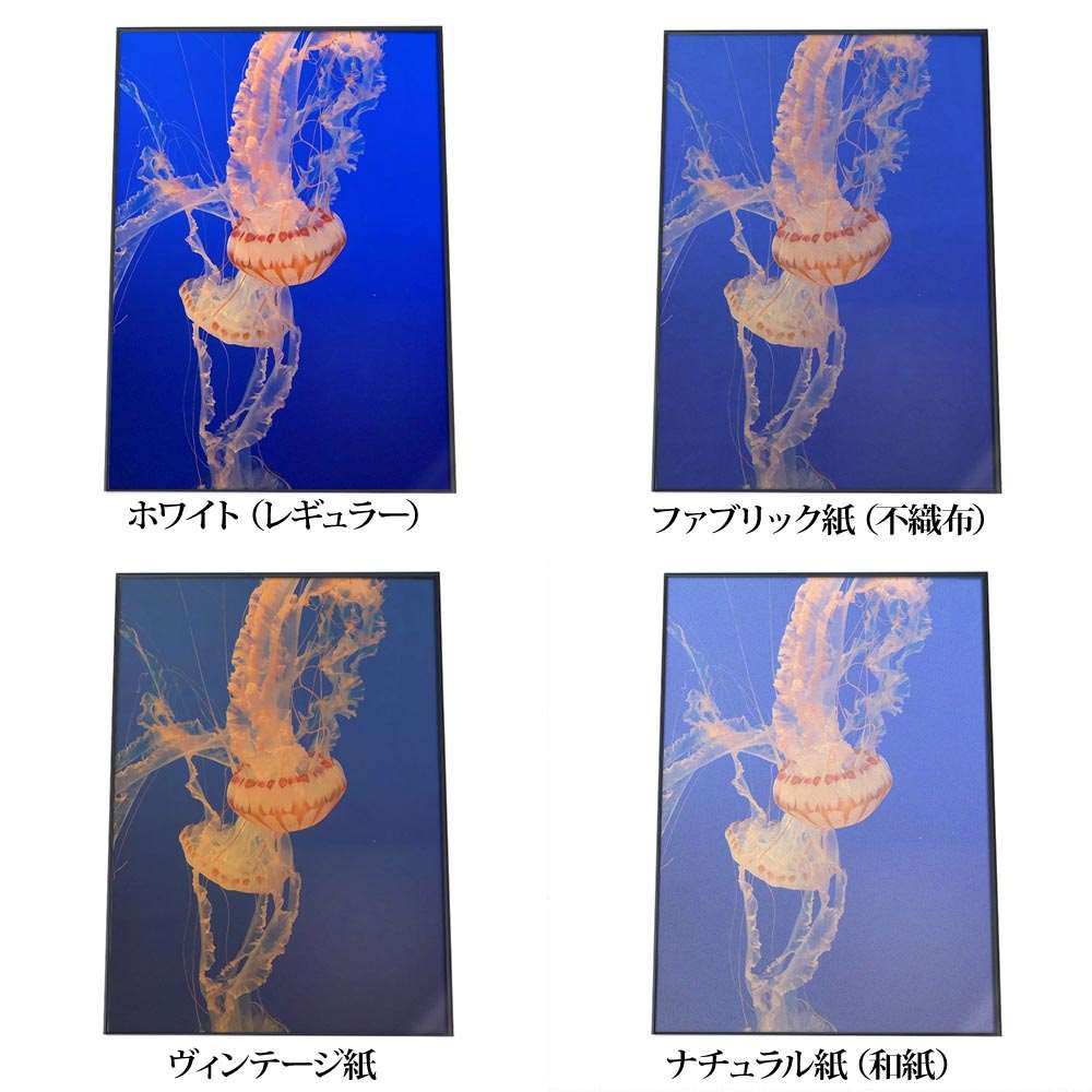 楽天市場】クラゲ くらげ ジェリーフィッシュ ポスター 海の生き物