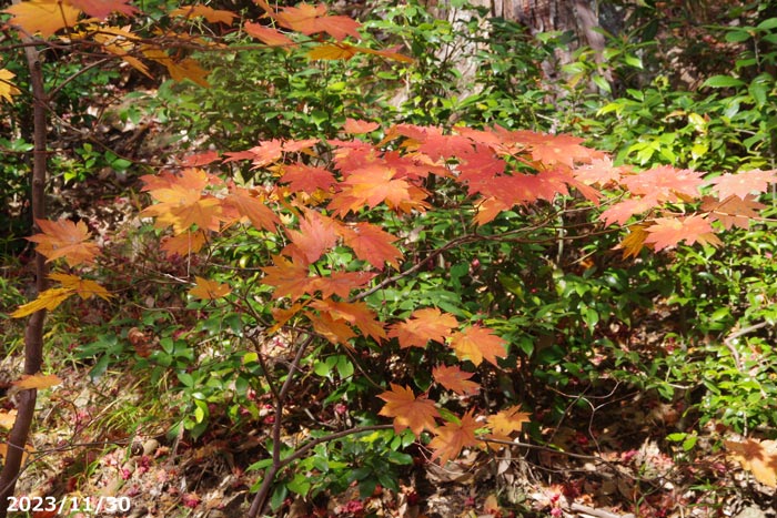 楽天市場】庭木 苗 コハウチワカエデ 8号(100〜120cm)【送料無料