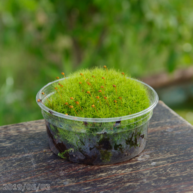 楽天市場】ボリュームのあるタマゴケ 3号パック【日陰向きのコケ】【苔