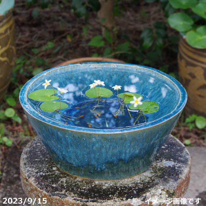 楽天市場】【あす楽】信楽焼 睡蓮鉢 手づくり マリンブルー 水鉢 10号