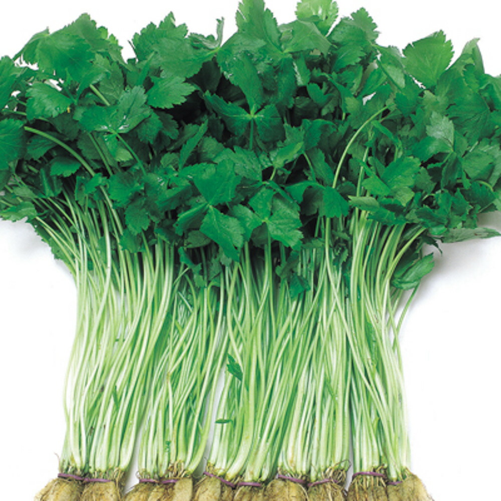 楽天市場】苗 三つ葉の通販