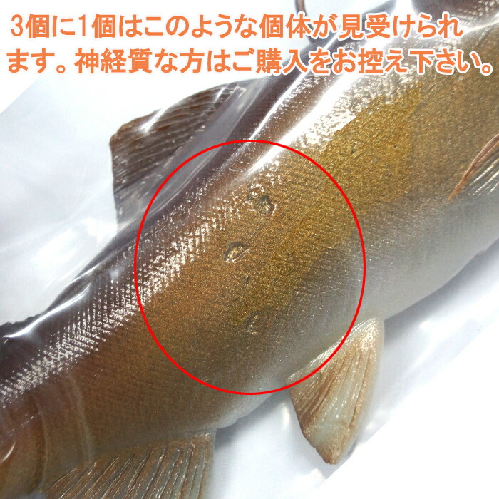 楽天市場】ハドルストン ハドルトラウト 8インチ ROF-5 背針タイプ