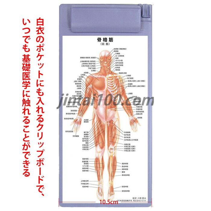 楽天市場】骨格筋 クリップボード OG021 医学チャート 人体解剖図 骨格