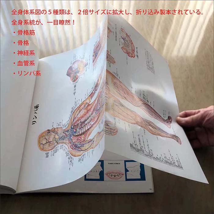 楽天市場】人体解剖学図譜集 解剖学図鑑 医学チャート OR002 基礎医学