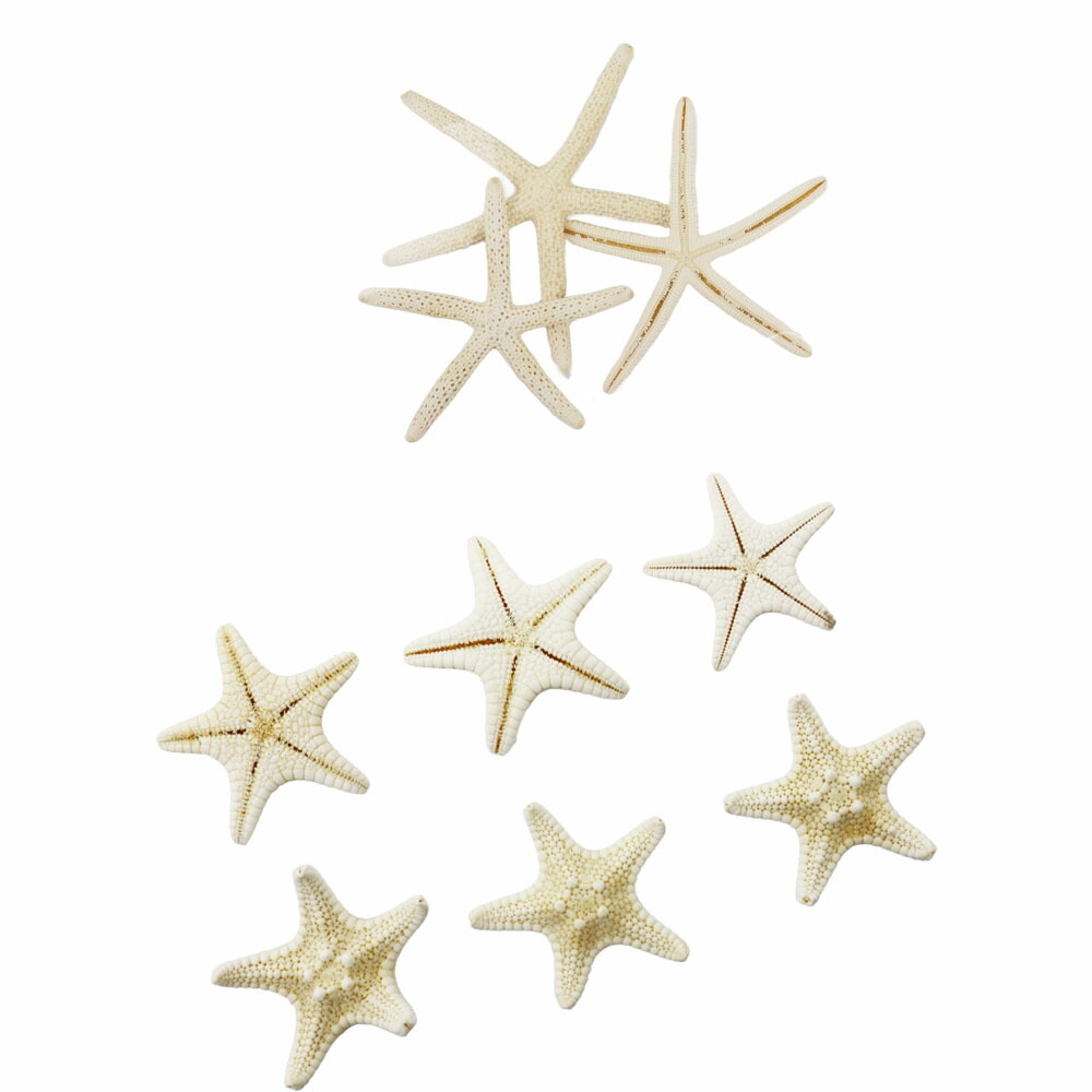 楽天市場】貝殻【スターフィッシュ（ヒトデ）】 ミニ貝殻 パーツ