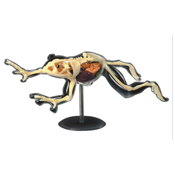 楽天市場】【メーカー完売品/2点限り】教材 模型 4D VISION 動物解剖