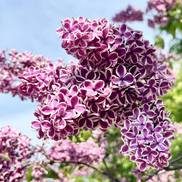 楽天市場】送料無料【ハシドイ属】ライラック 一重二色咲き