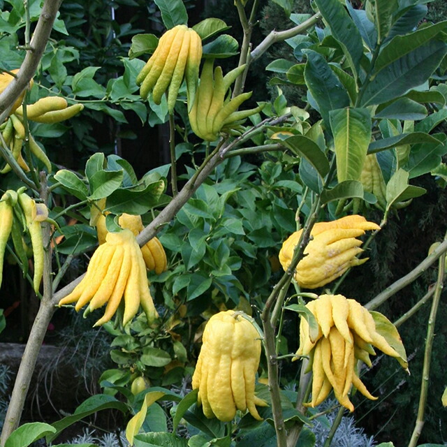 楽天市場】【その他柑橘系ミカン属】仏手柑（ぶっしゅかん）（接木苗