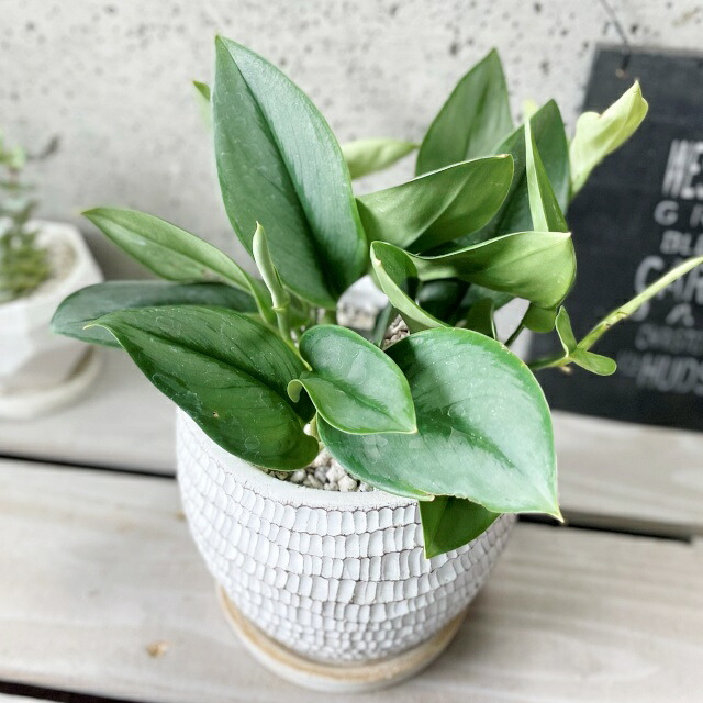 楽天市場】観葉植物【スキンダプサス属】スキンダプサストレウビイ