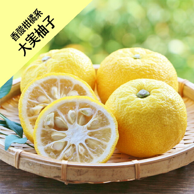 楽天市場】【香酸柑橘系ミカン属】大実柚子（ほんゆず）（接木苗）4号