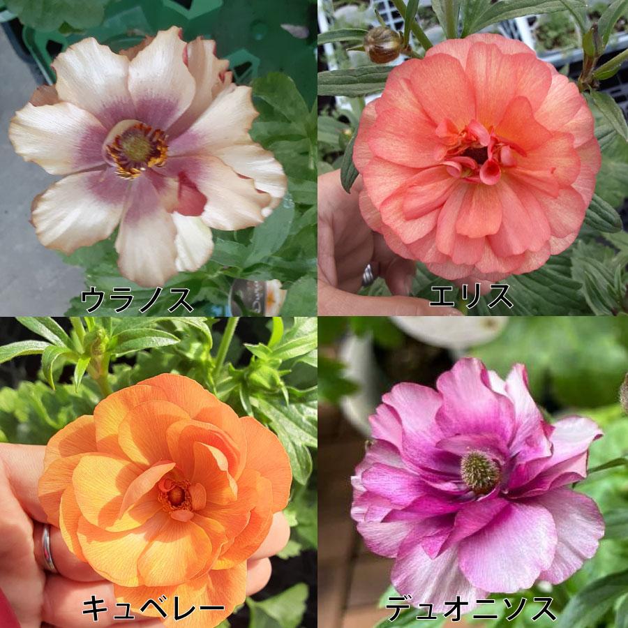 楽天市場】ラナンキュラス ラックス 6号鉢 ジュピター サティロス