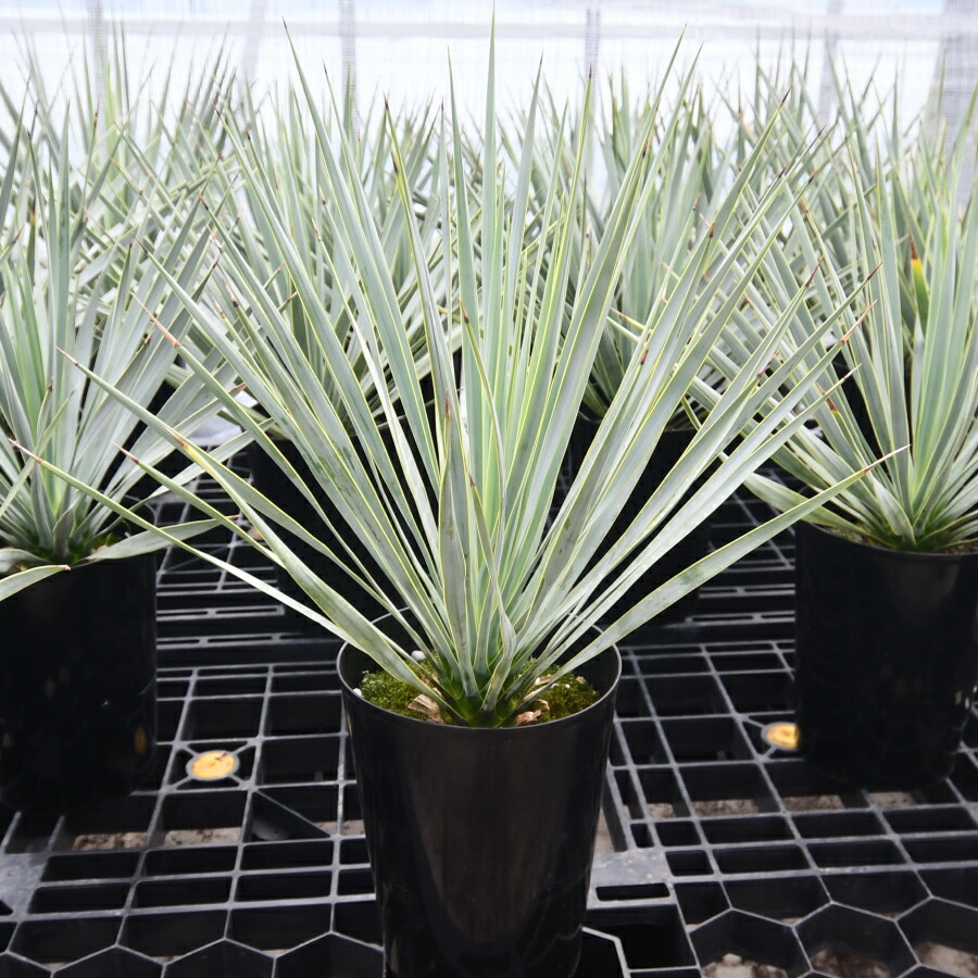 楽天市場】ユッカ ロストラータ 5号鉢 耐寒性 耐暑性 丈夫 植木 庭木