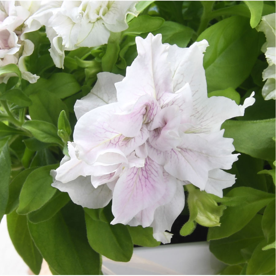 楽天市場】大輪 八重咲き ペチュニア ヴェガ 5号鉢 【送料無料