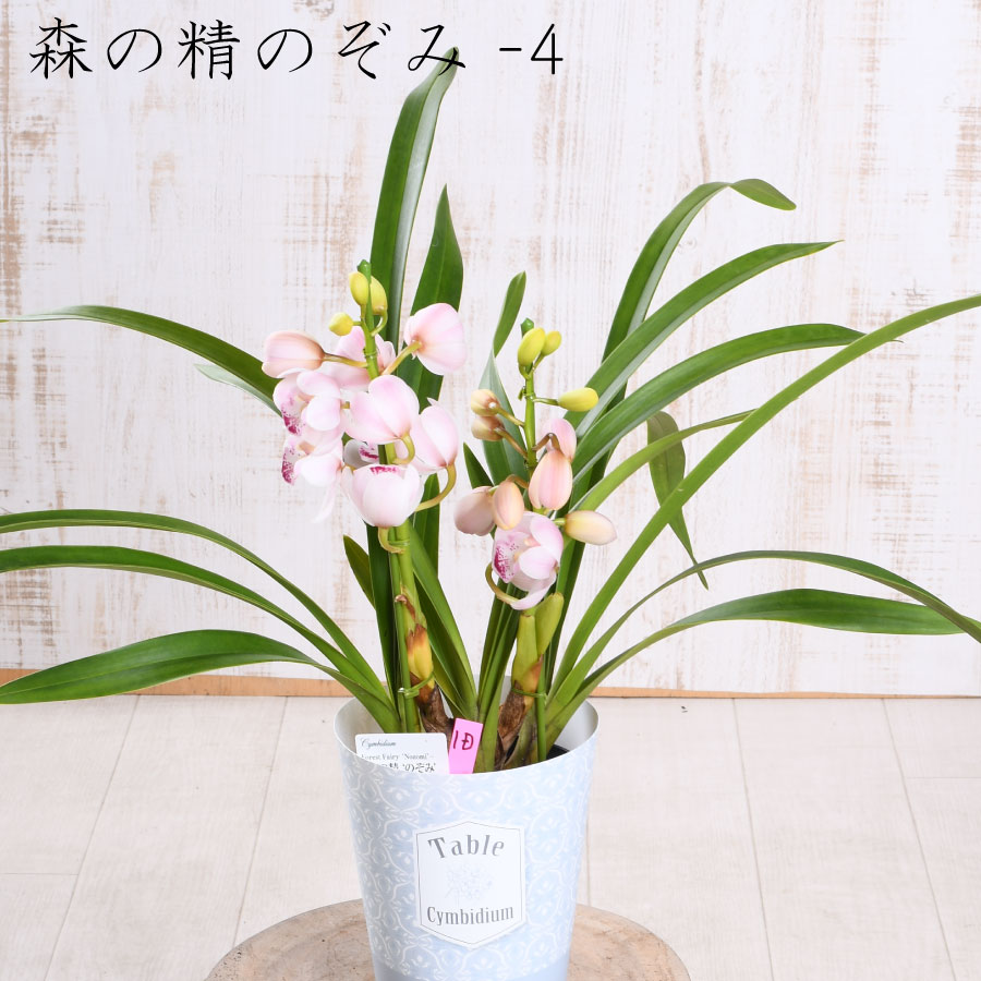 楽天市場】【セール品】 テーブル シンビジューム 4.5号 2本立ち