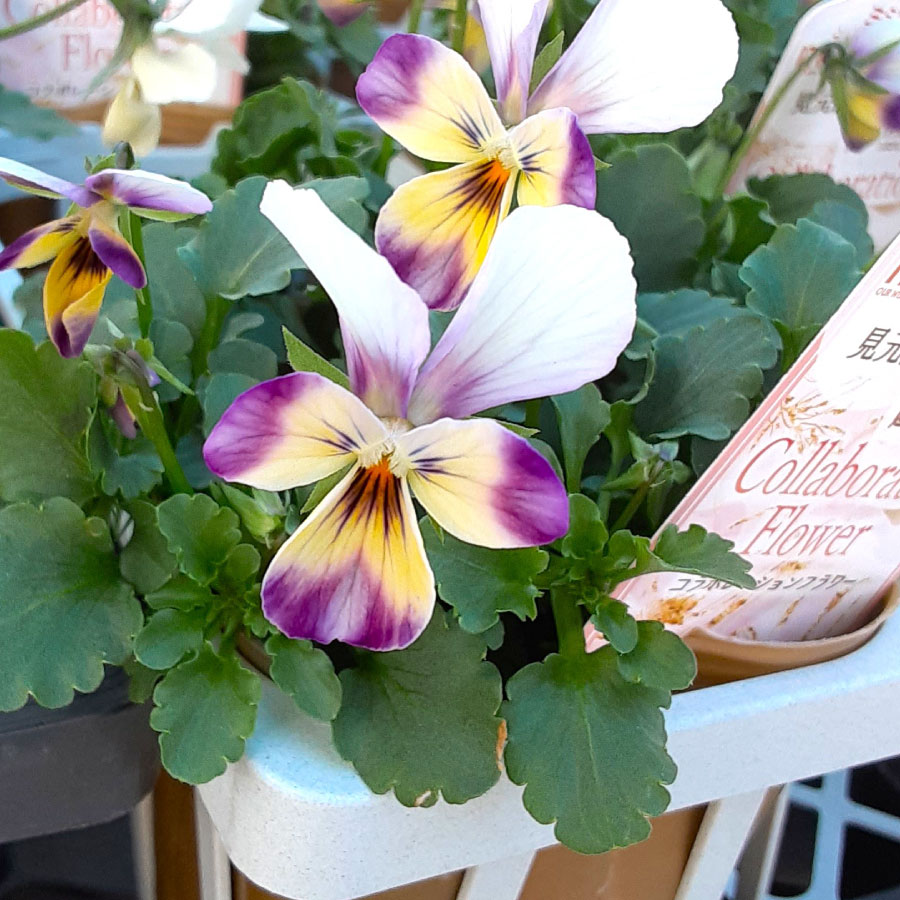 楽天市場】見元園芸 福袋 2026 【ラナンキュラスラックスが一鉢おまけ