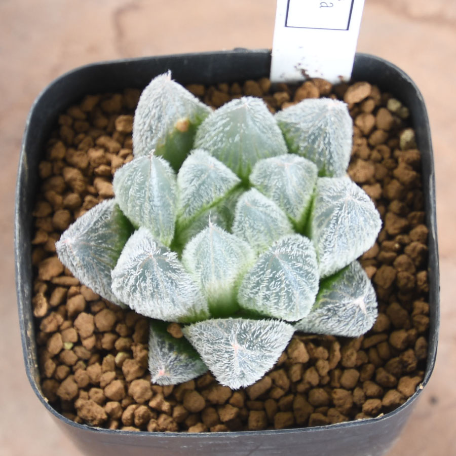 202502haworthia9.jpg